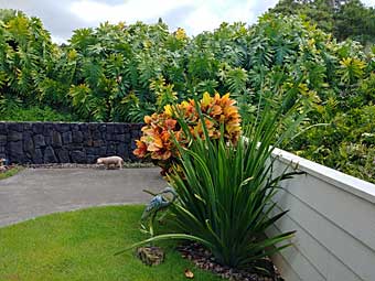 Dog's "Kailani Park" on Big Island